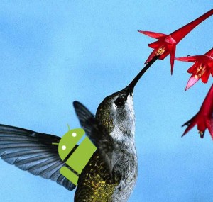hummingbird
