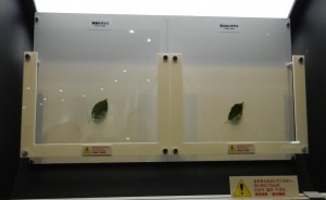 Nipponglass1