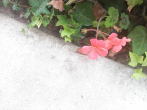 IMG_20120702_174337