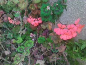 IMG_20120702_174348