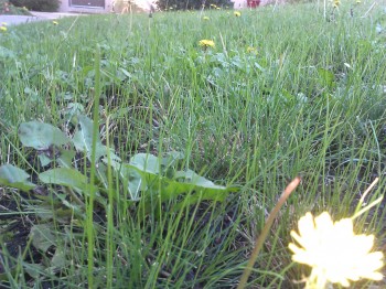 LG-Venice-Camera-Test-2