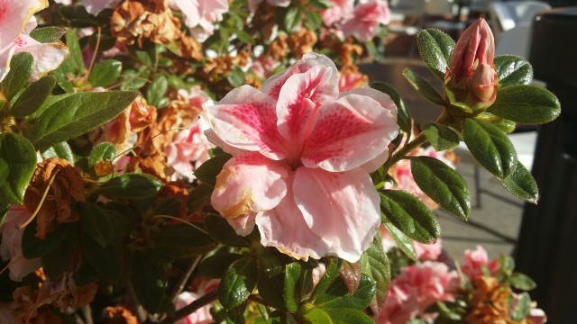 Galaxy Note 3 Camera Sample - Flower1