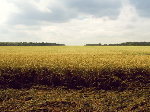 field (1)