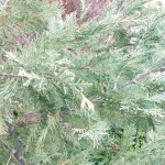 htc-one-m9-camera-sample-10