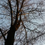 GFlex2 sample photo (7)