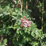 LG_G4_Camera_sample11