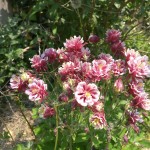 LG_G4_Camera_sample12