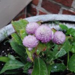 IMG_20090105_024153
