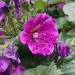 IMG_20090105_024235