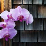 orchid.0