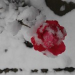 20151121_120714